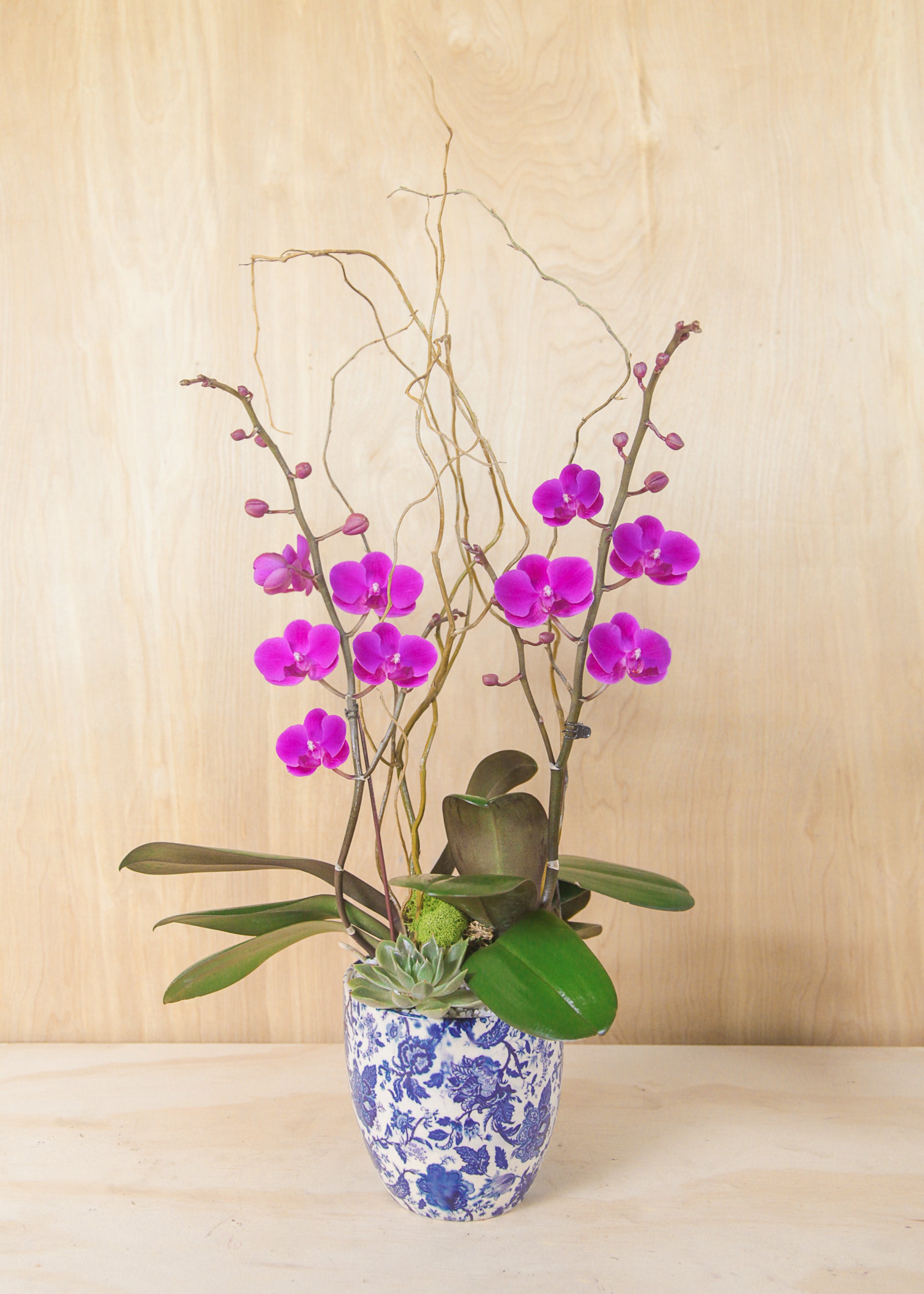Grace in Bloom