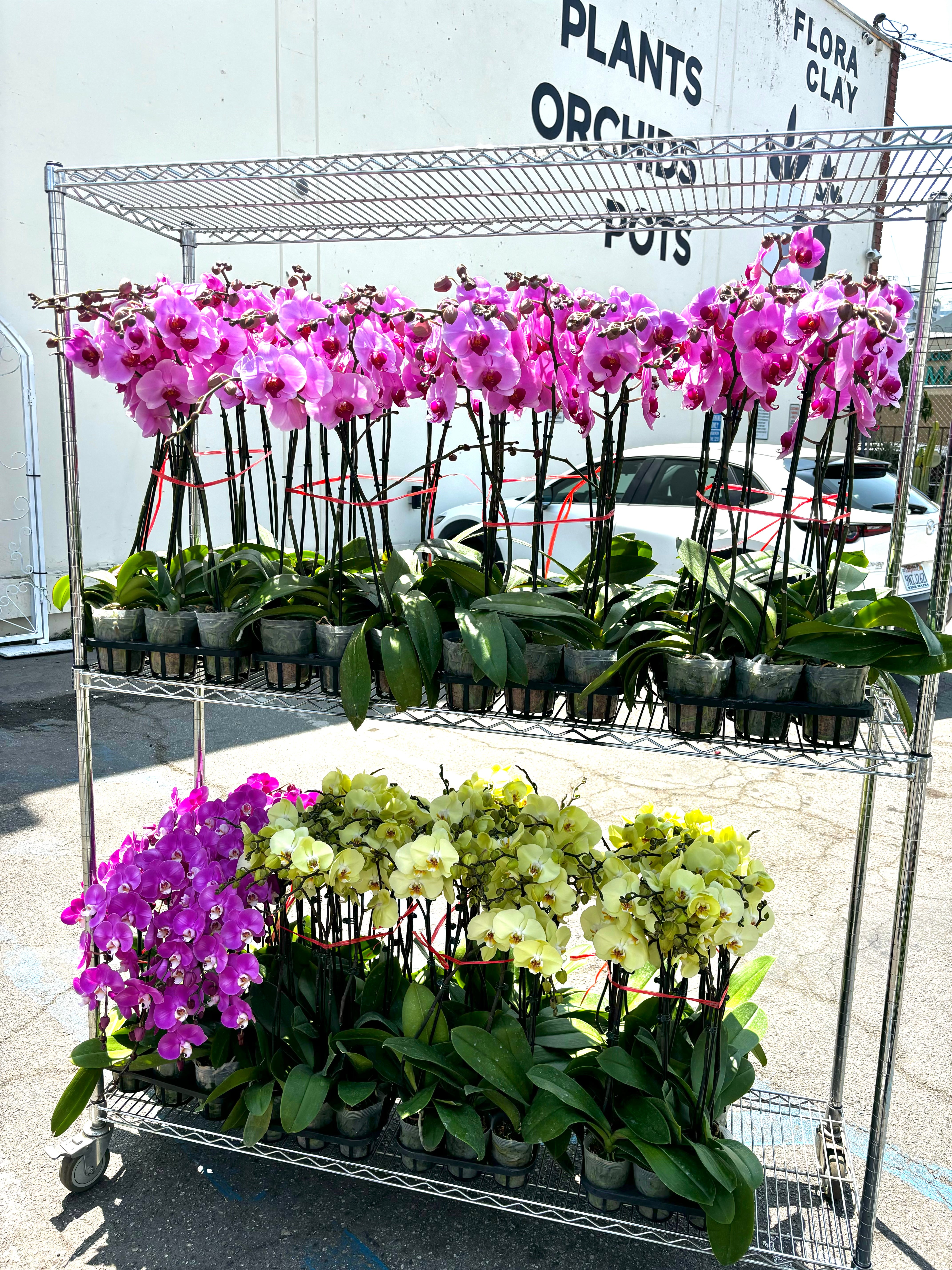 FLORA CLAY: Regular Upright Orchids for Sale