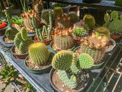 4″ Assorted Cacti Tray