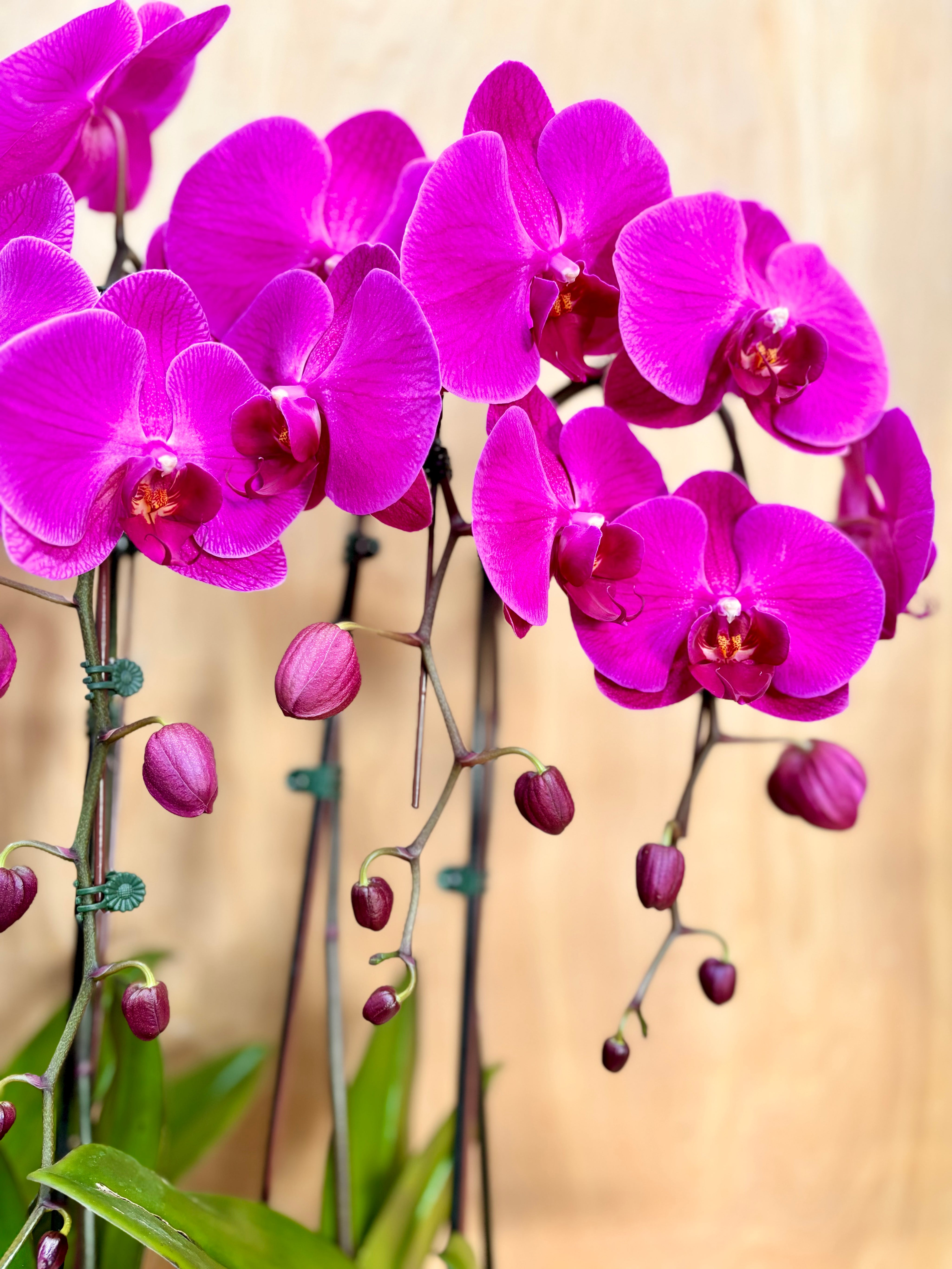 Magenta Orchid Luxe in a Rustic Chic Boat Pot