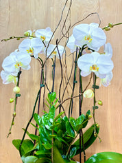 Ivory Zen Garden in a White Ceramic Pot