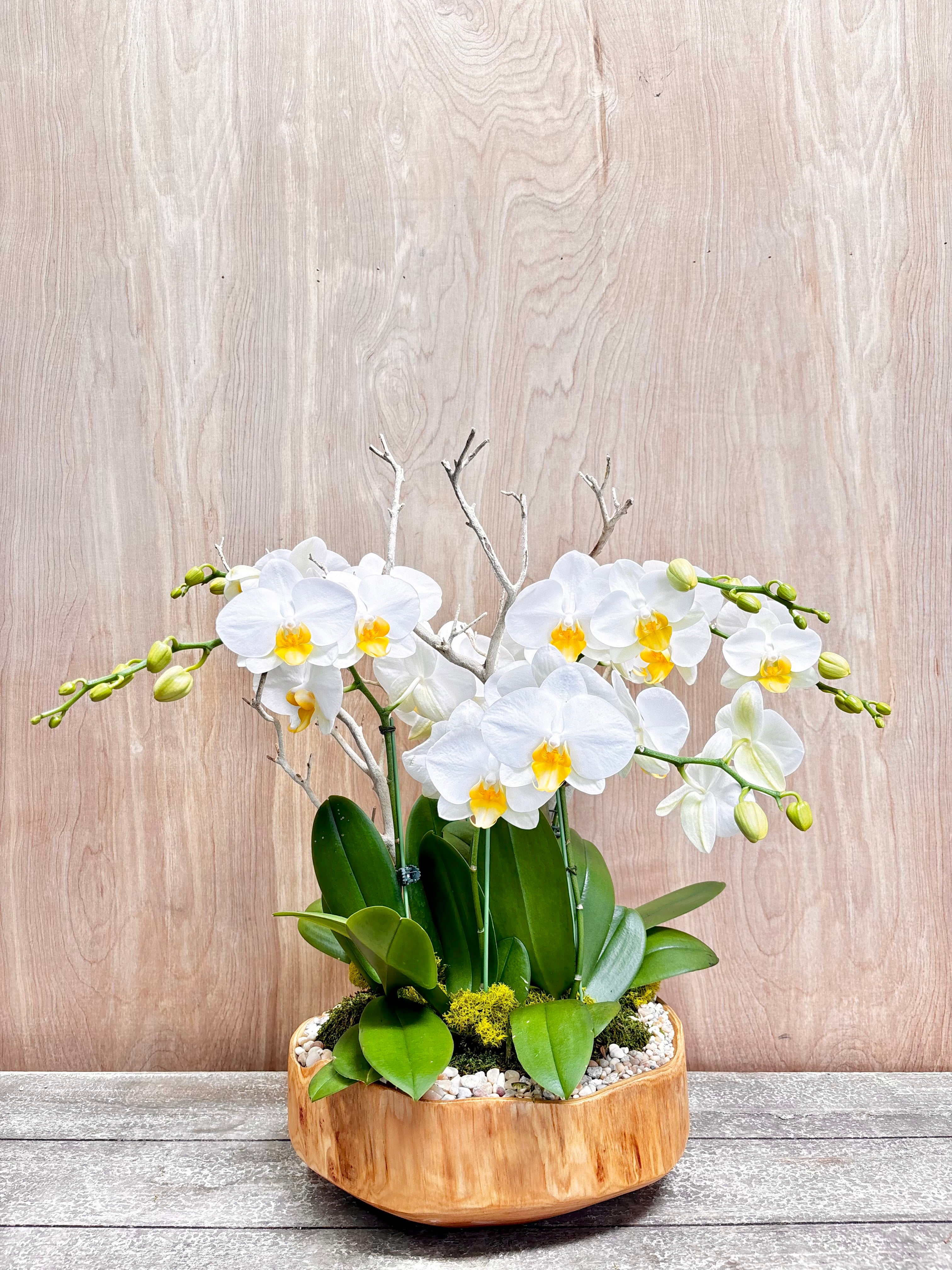 Potted orchid with white flowers and green leaves on a wooden surface with a light wood panel background