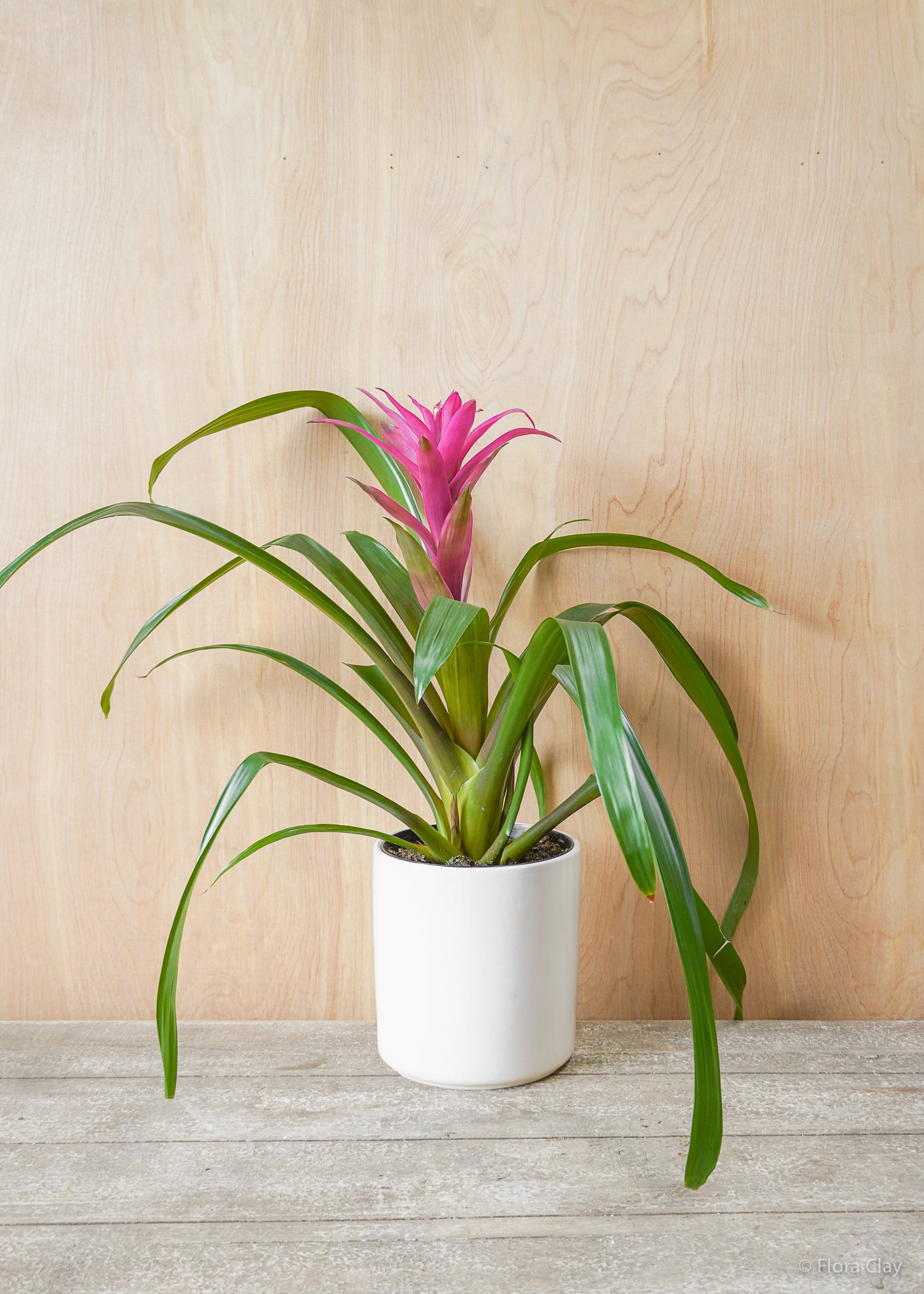 6_BromeliadGuzmania-1.jpg