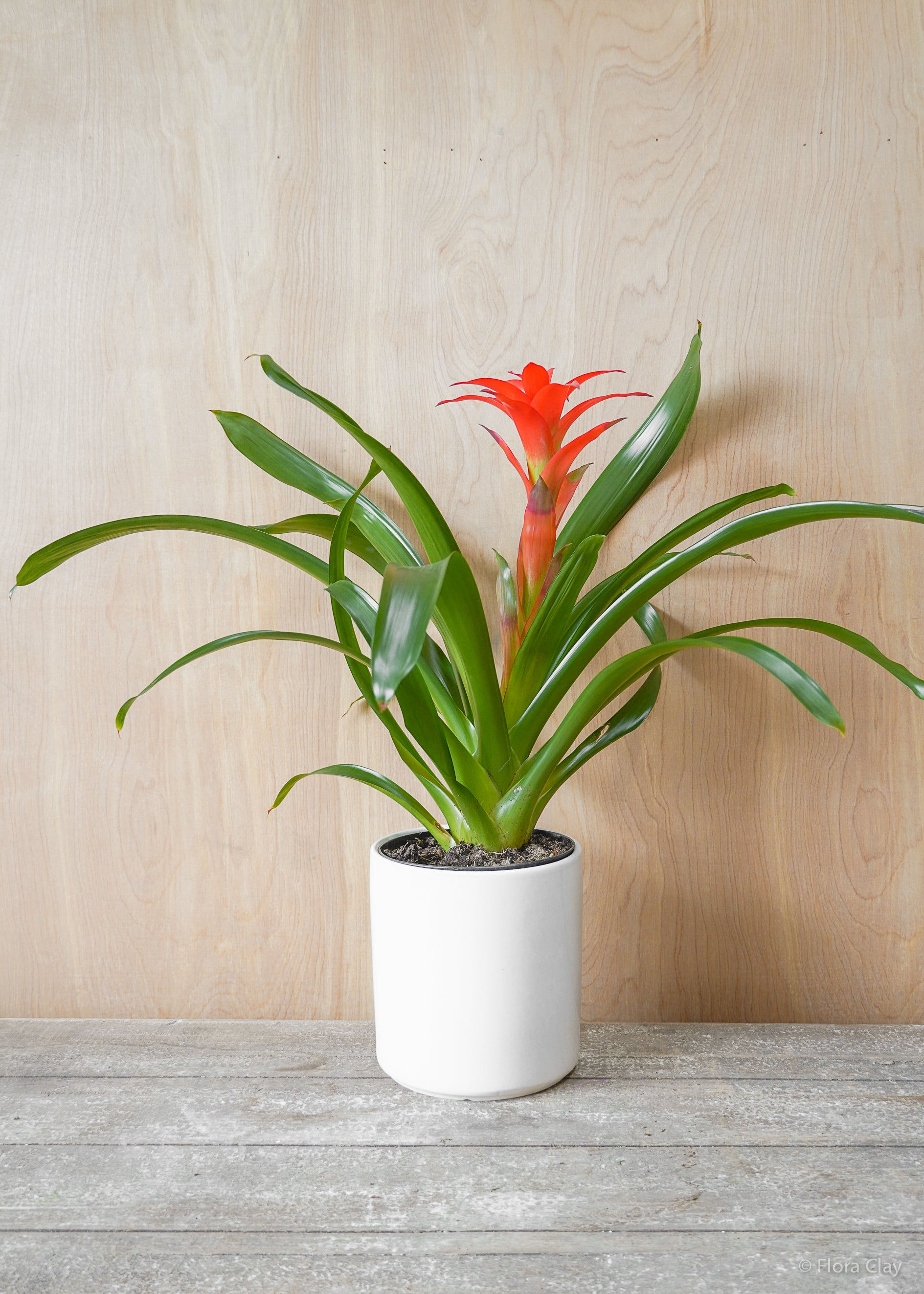6_BromeliadGuzmania-2.jpg
