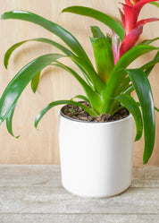 Guzmania Bromeliad