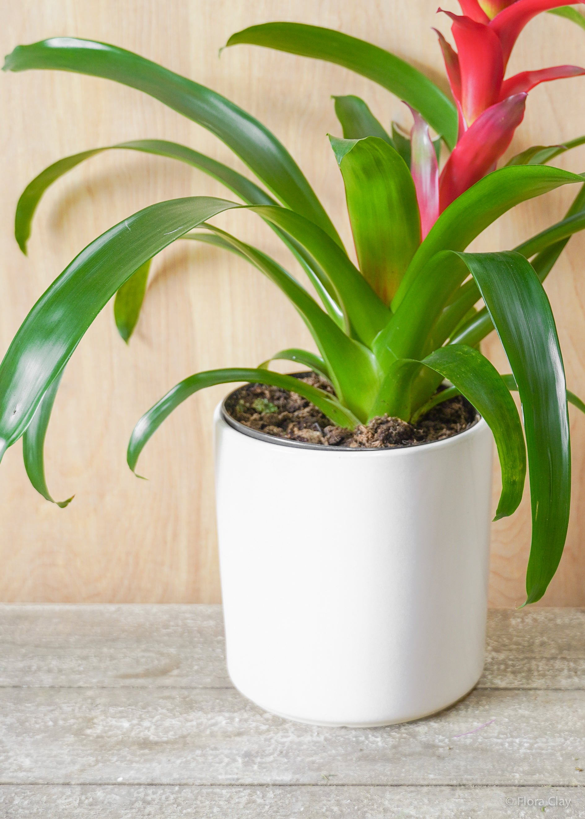 Guzmania Bromeliad