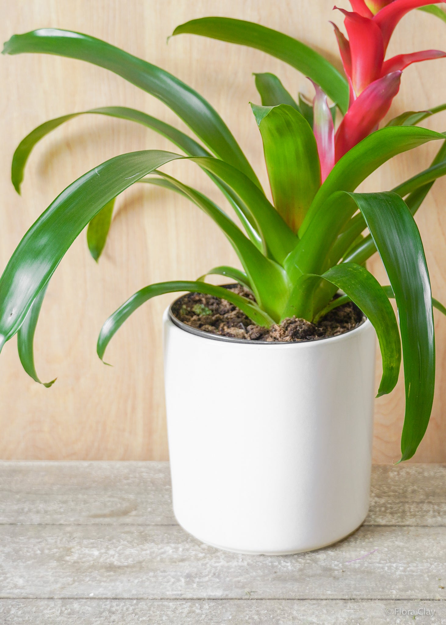 guzmania indoor plant Guzmania Bromeliad