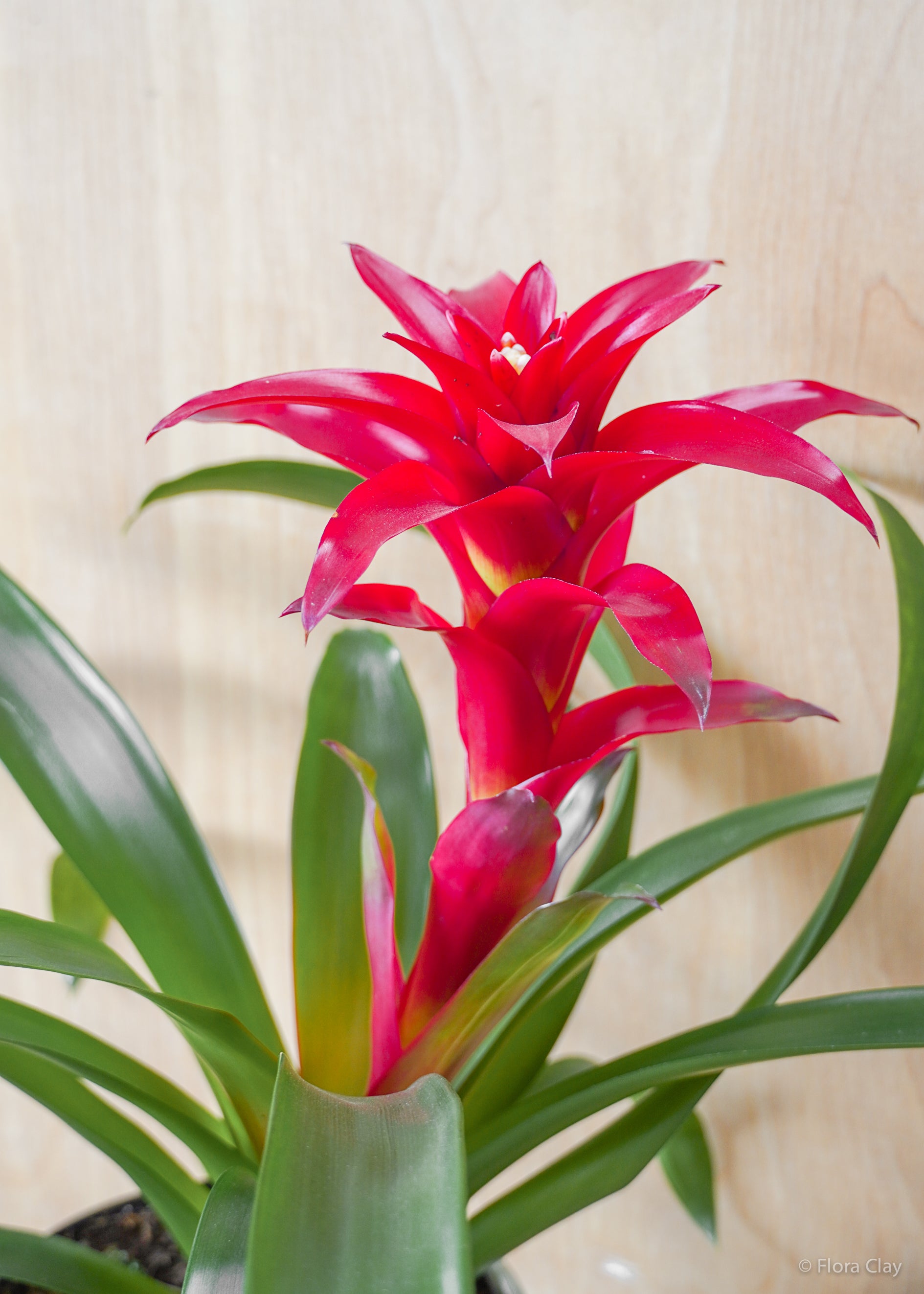 Guzmania Bromeliad