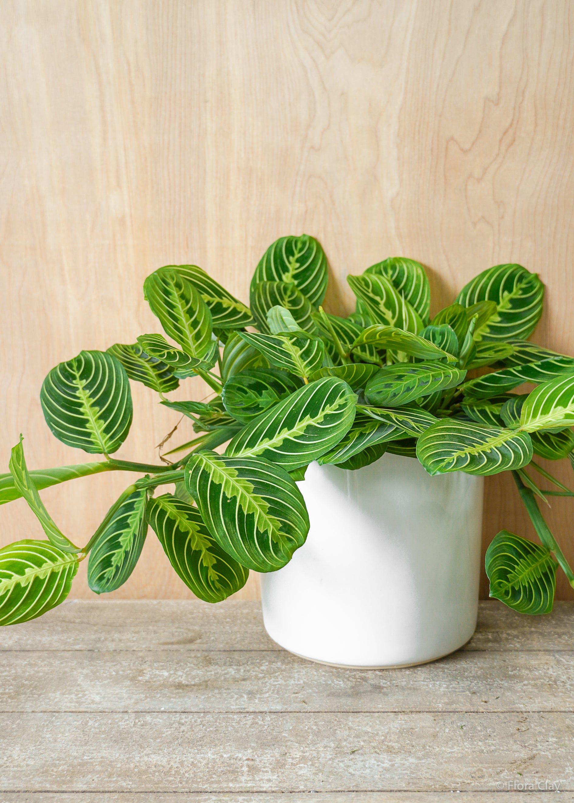 Maranta Lemon Lime