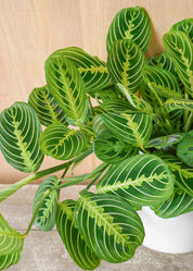 Maranta Lemon Lime