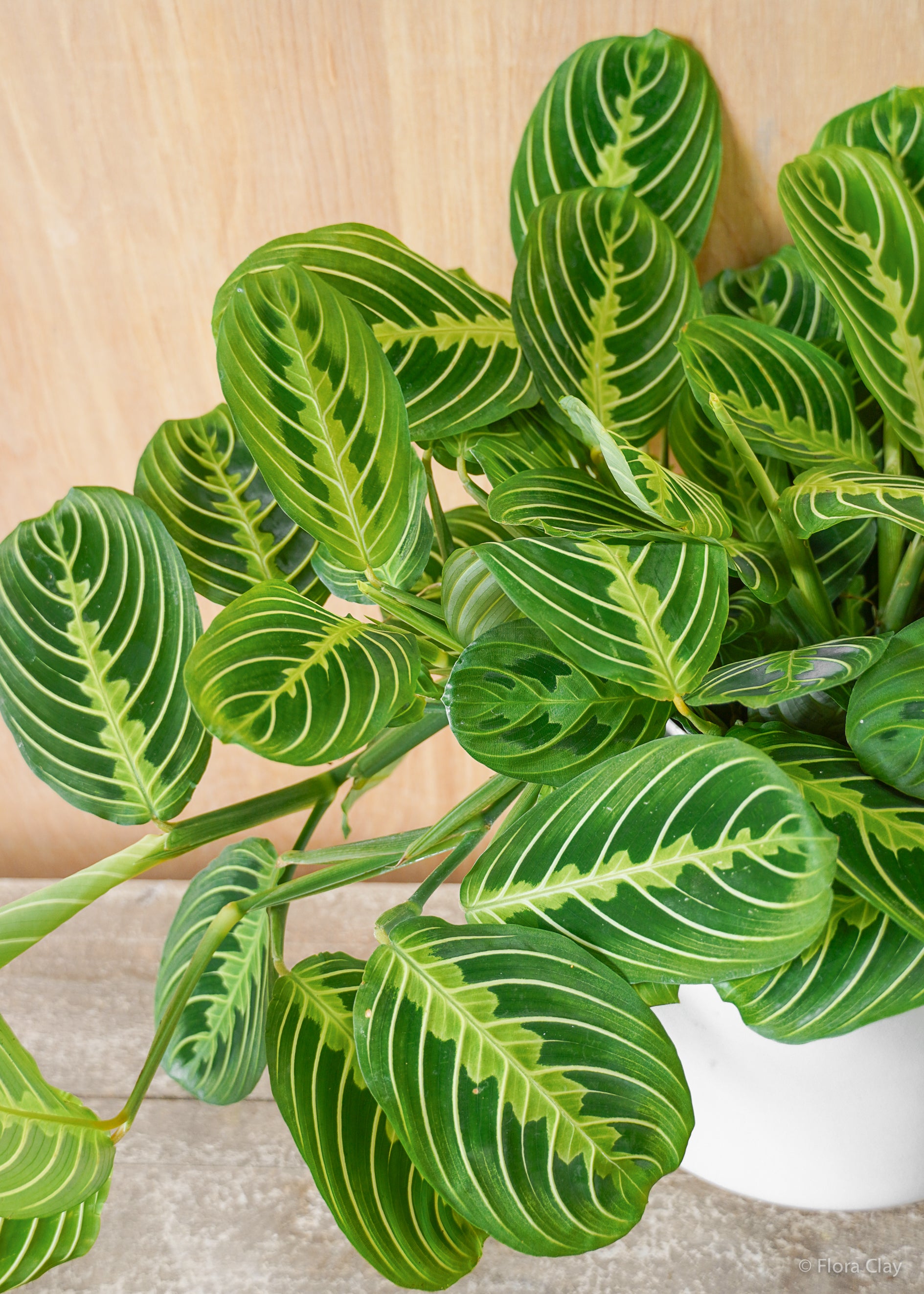 Maranta Lemon Lime