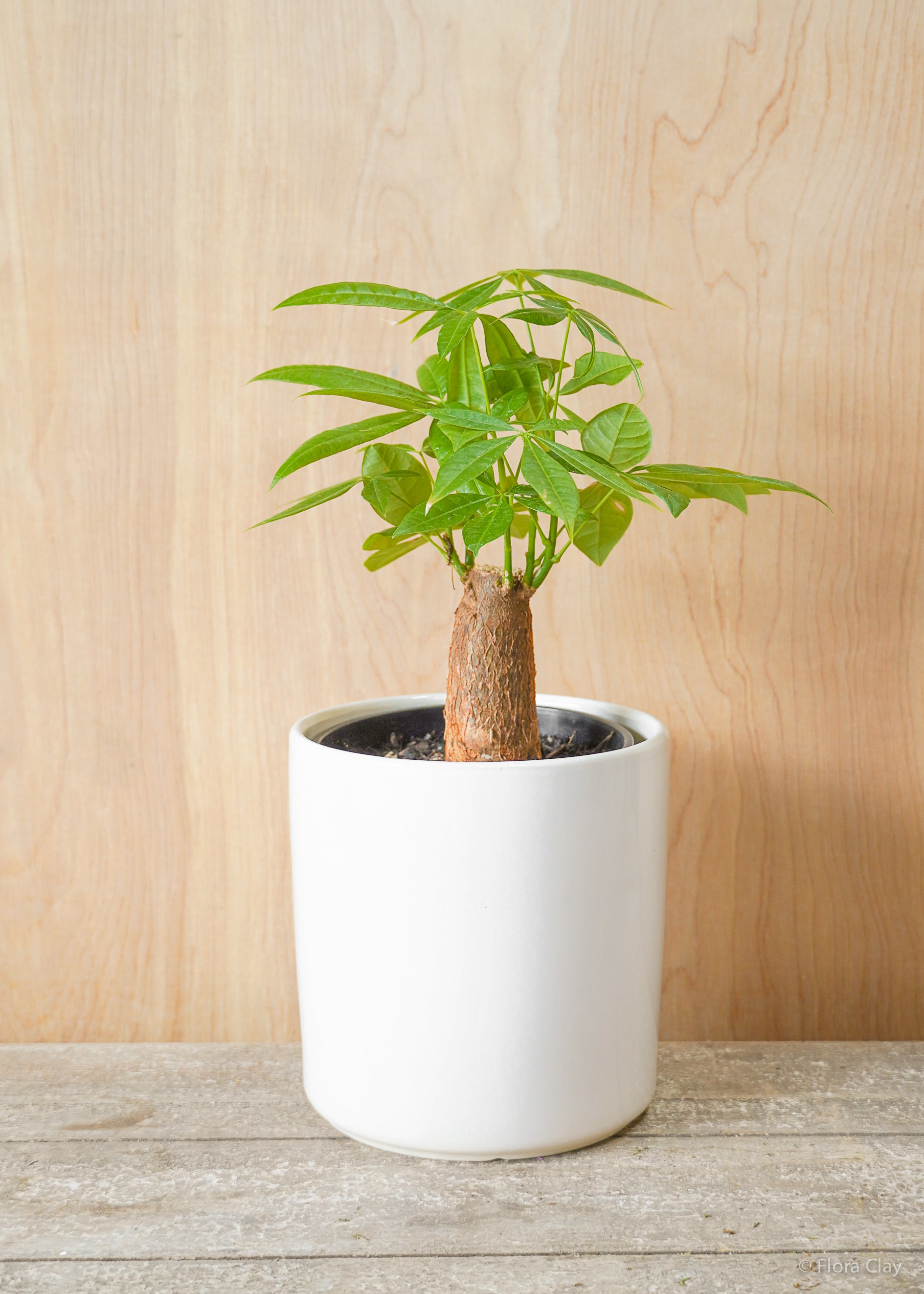 6_Moneytree-1_4894745b-ebbc-4ea9-8b3d-ca568a6b8a66.jpg