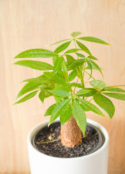 Money Tree