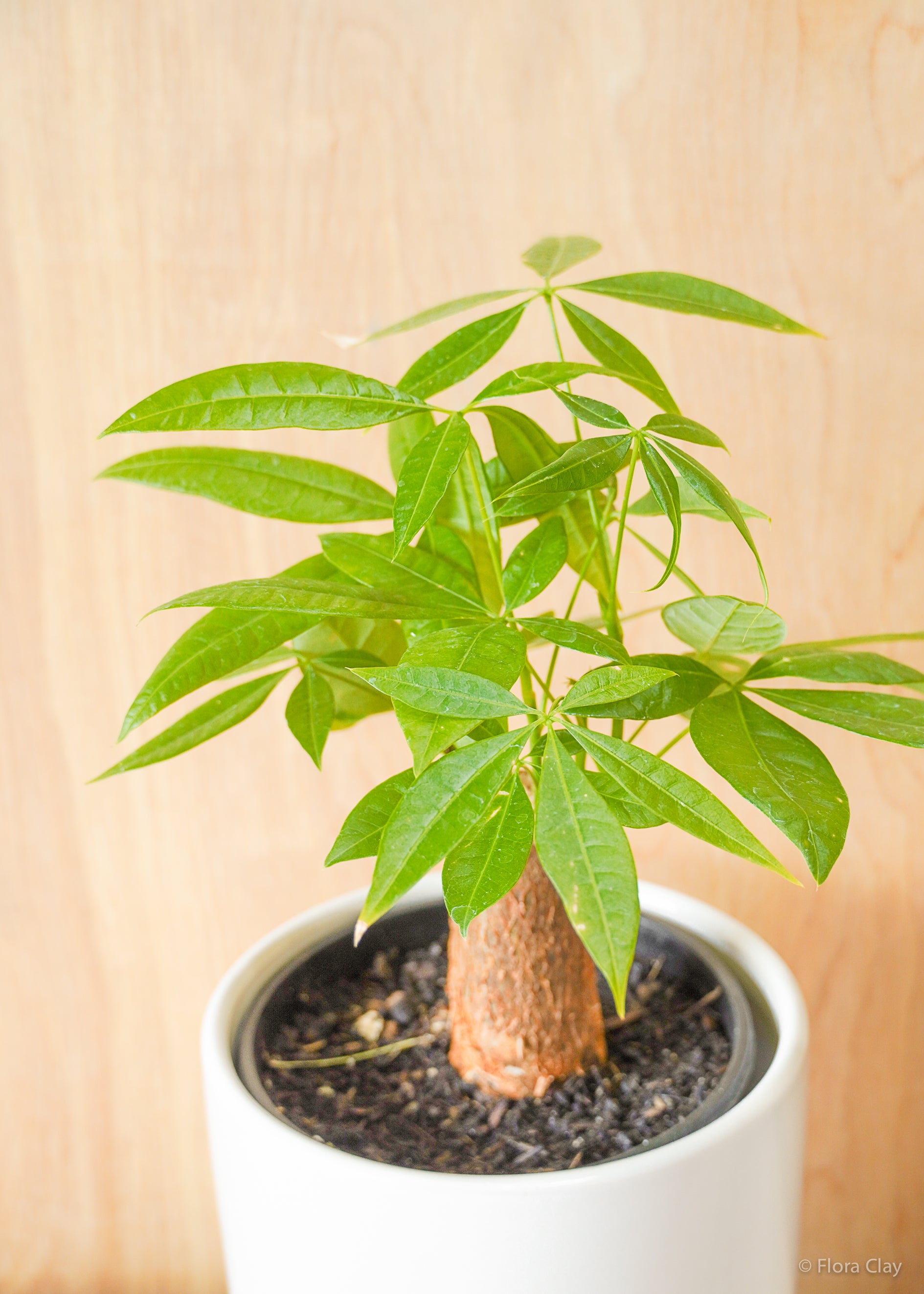 6_Moneytree-2_9d12b8df-82e6-4230-99a7-4f0845aaf980.jpg