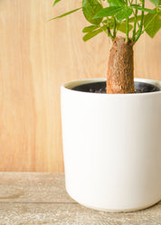 Money Tree
