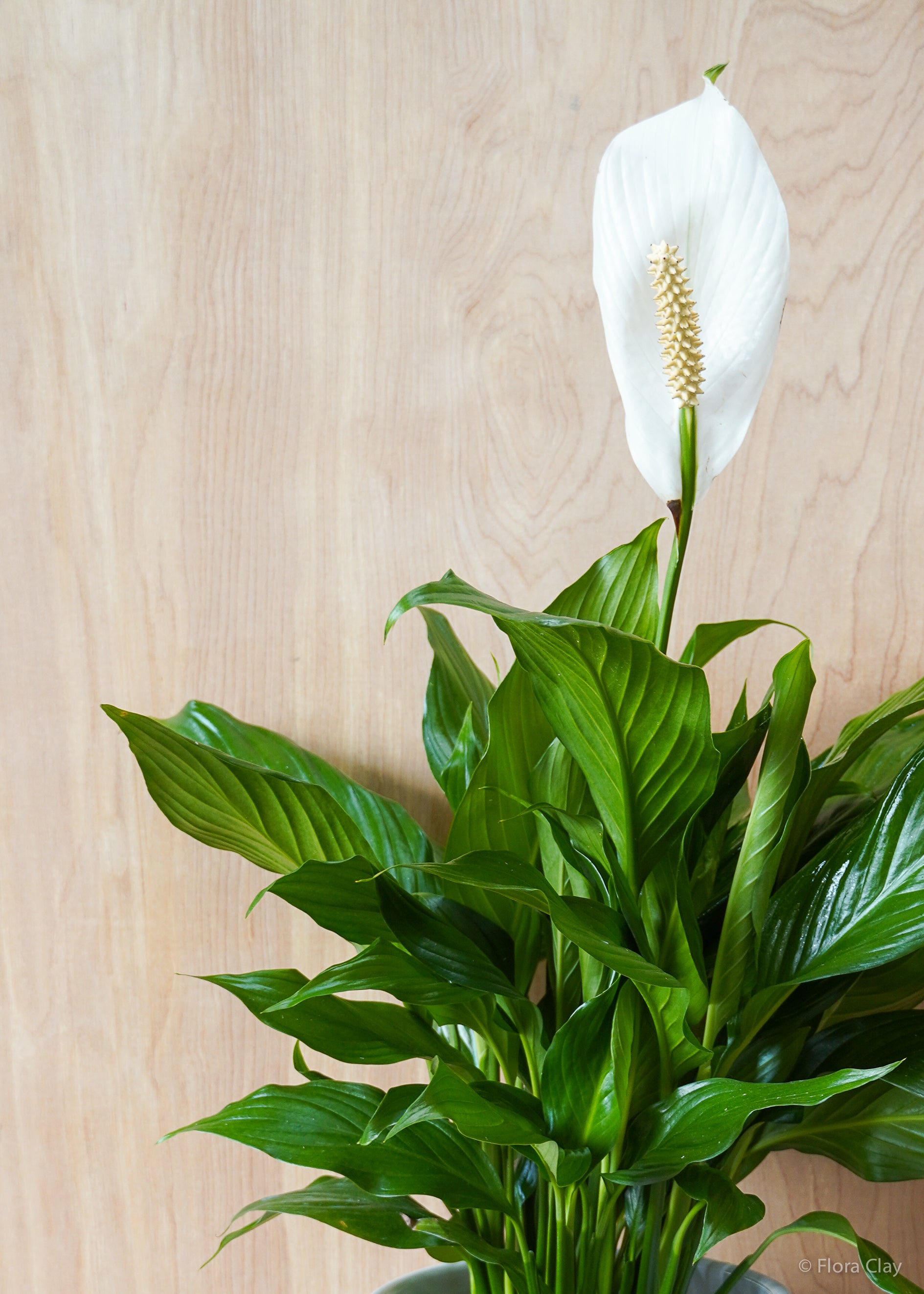 claudia peace lily Guzmania Bromeliad