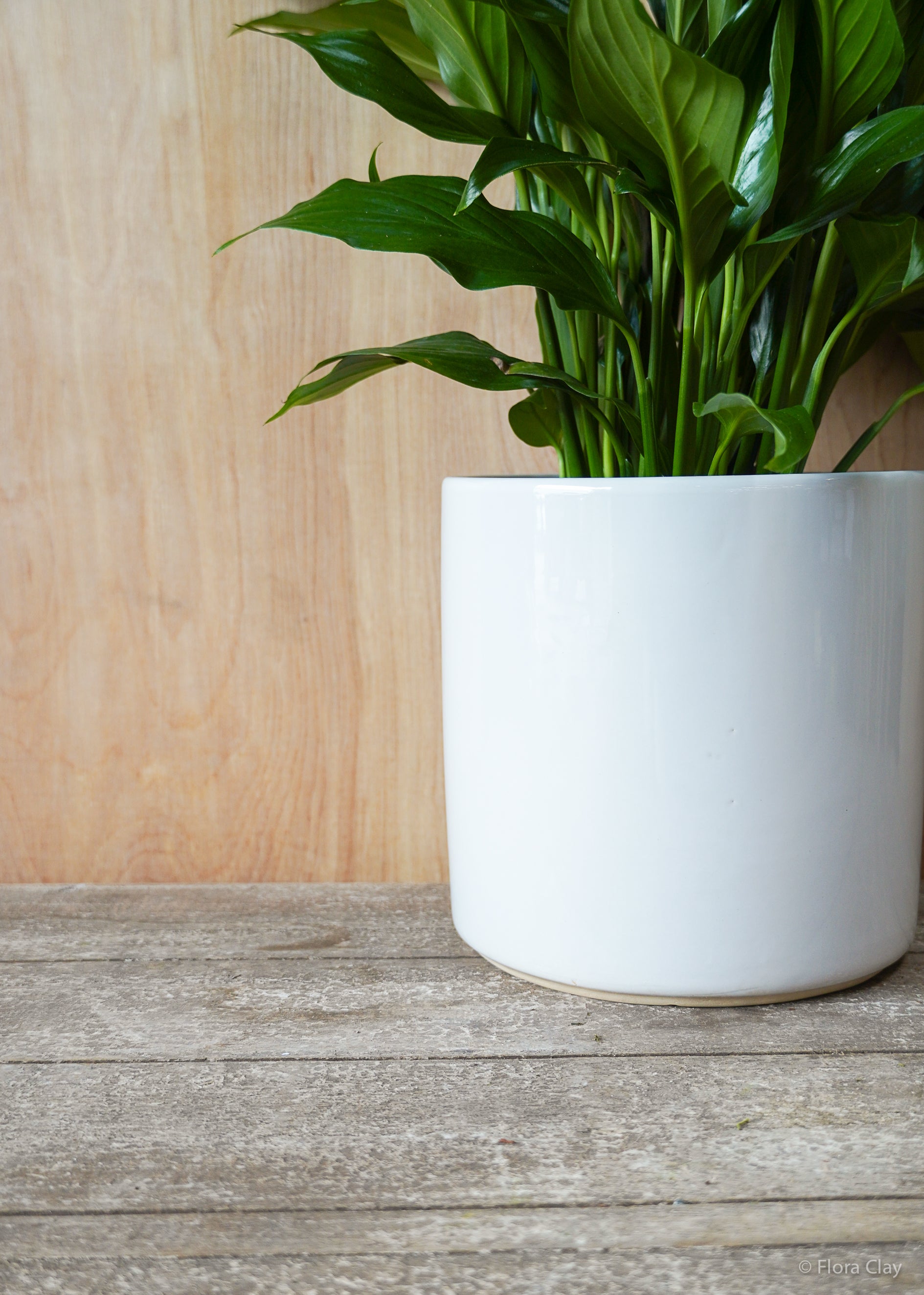 Peace Lily