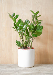ZZ Plant