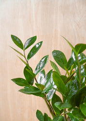 ZZ Plant