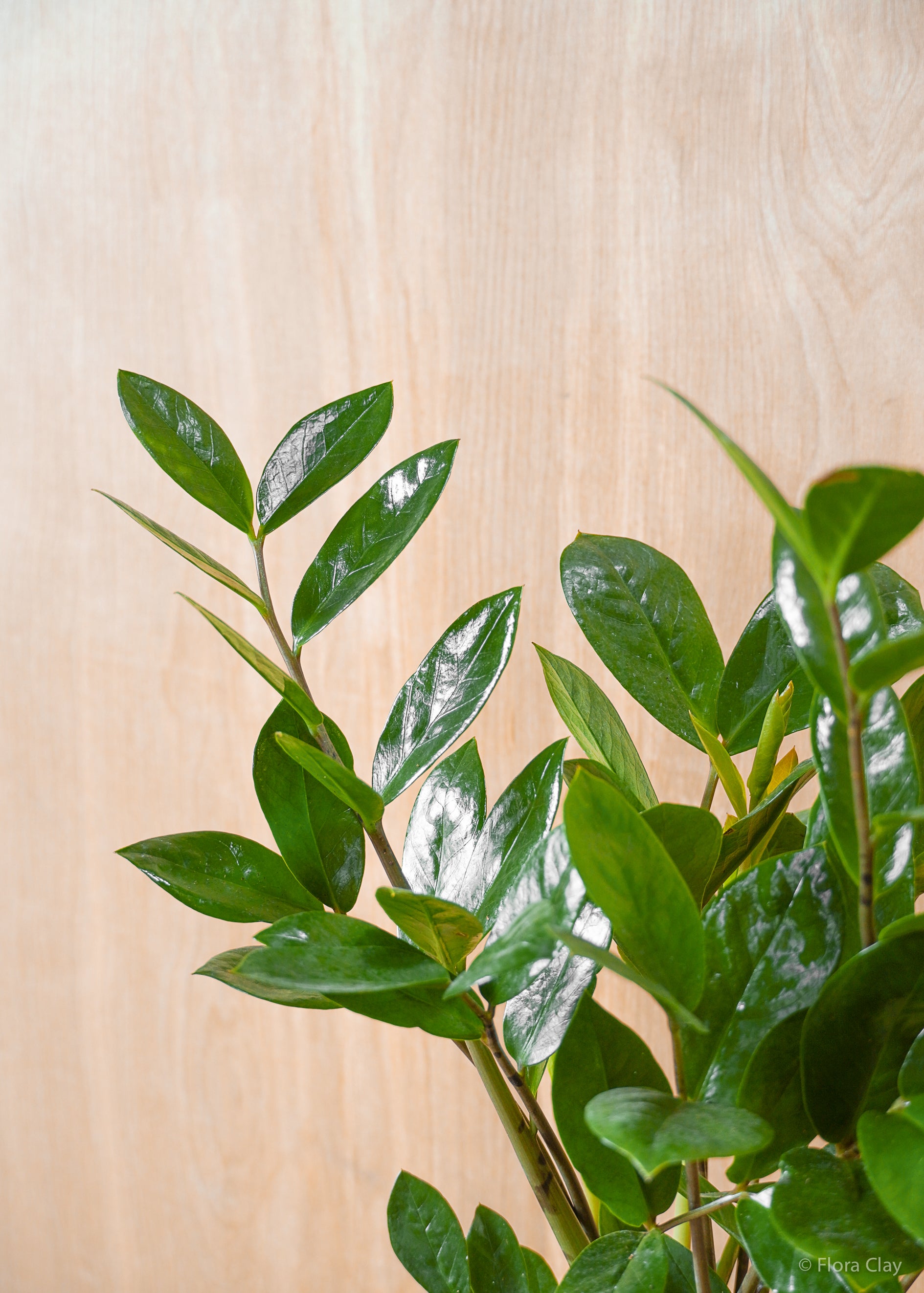 6_ZZplant-2_b2c8aa00-ad54-4415-a215-5b0b91bcd5f1.jpg