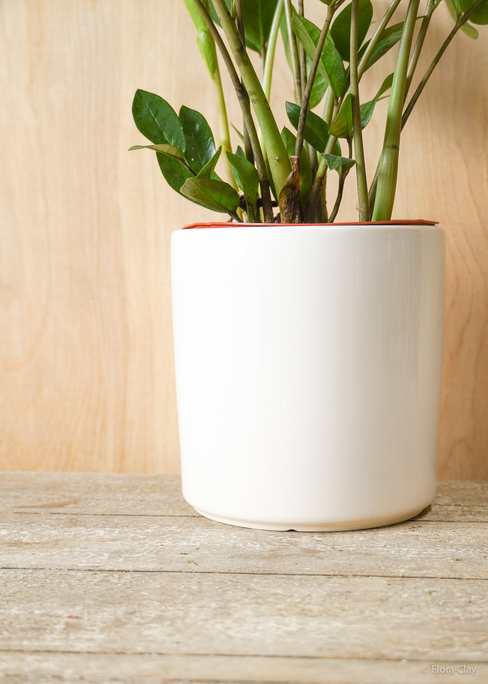 ZZ Plant