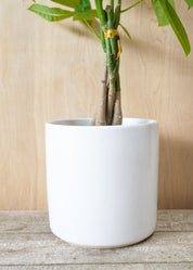 Pachira "Braid" Money Tree