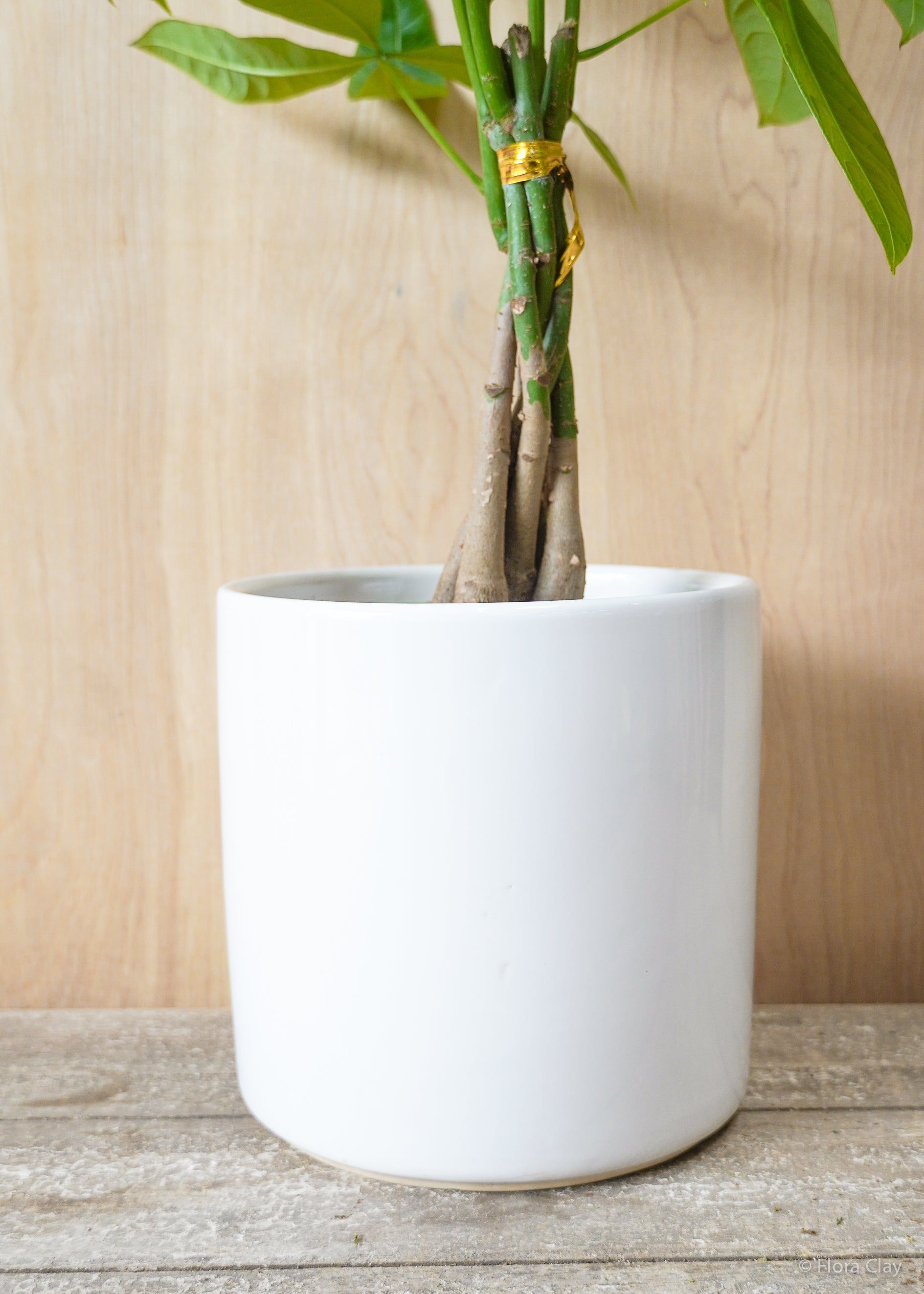 pachira indoor plant Pachira Braid Money Tree