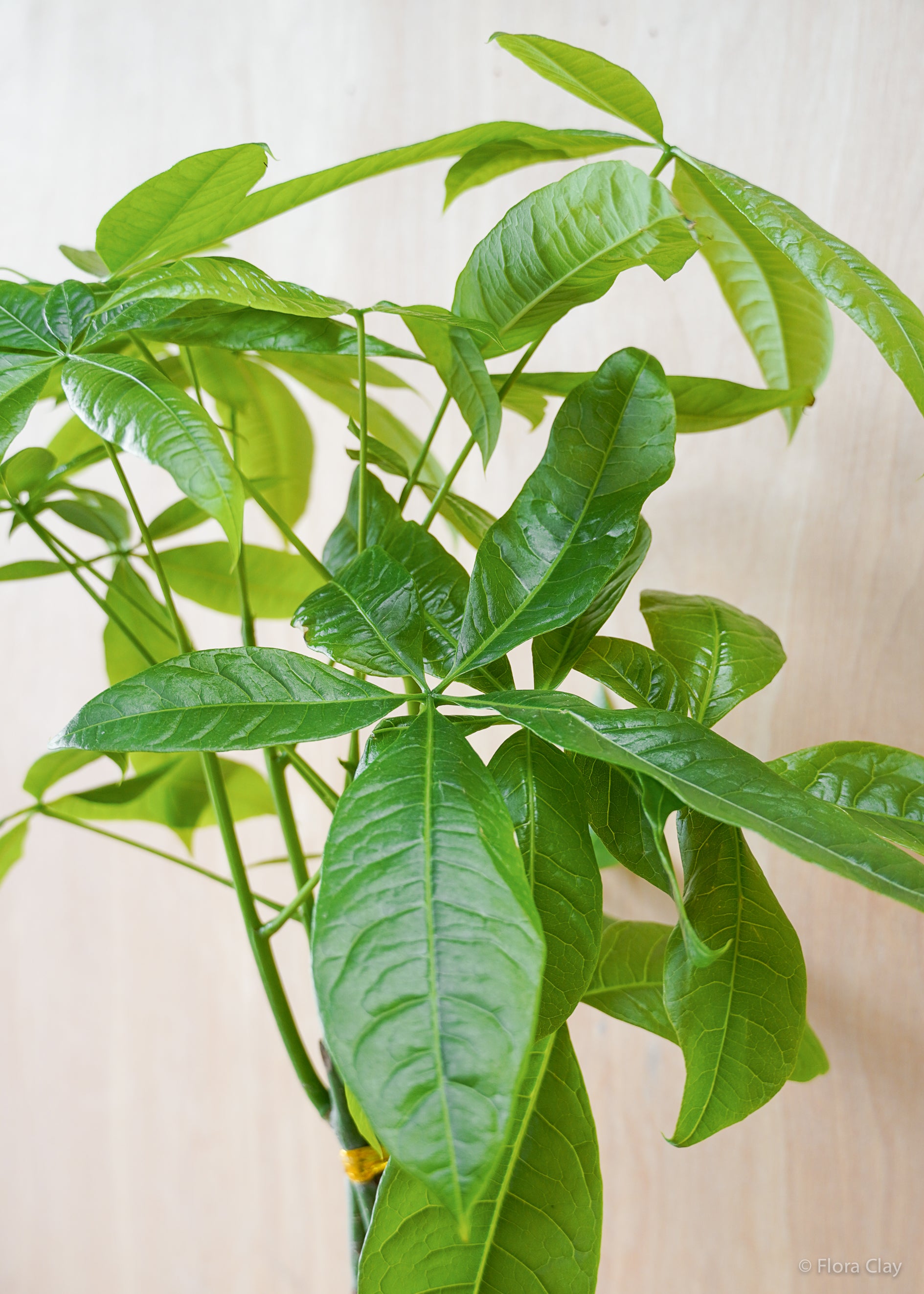 money tree leaves wrinkled Pachira Braid Money Tree