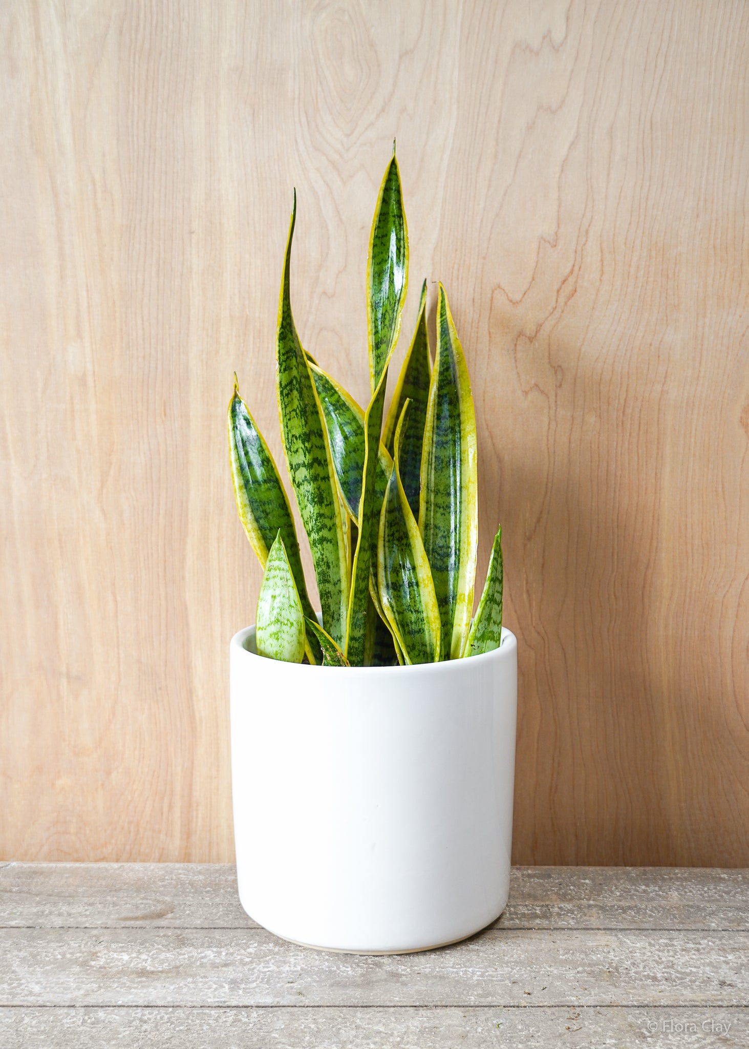 snake plant flower pot Snake Plant