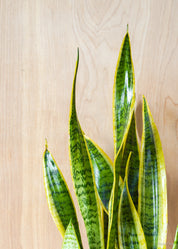 Snake Plant