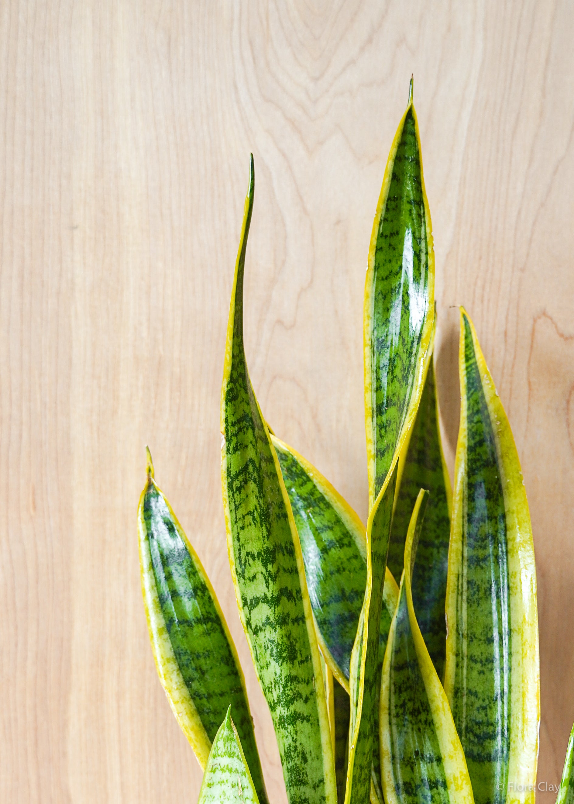 snake plant in the wild Snake Plant