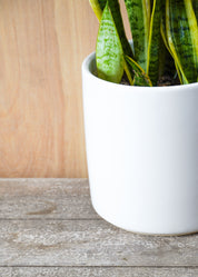 Snake Plant