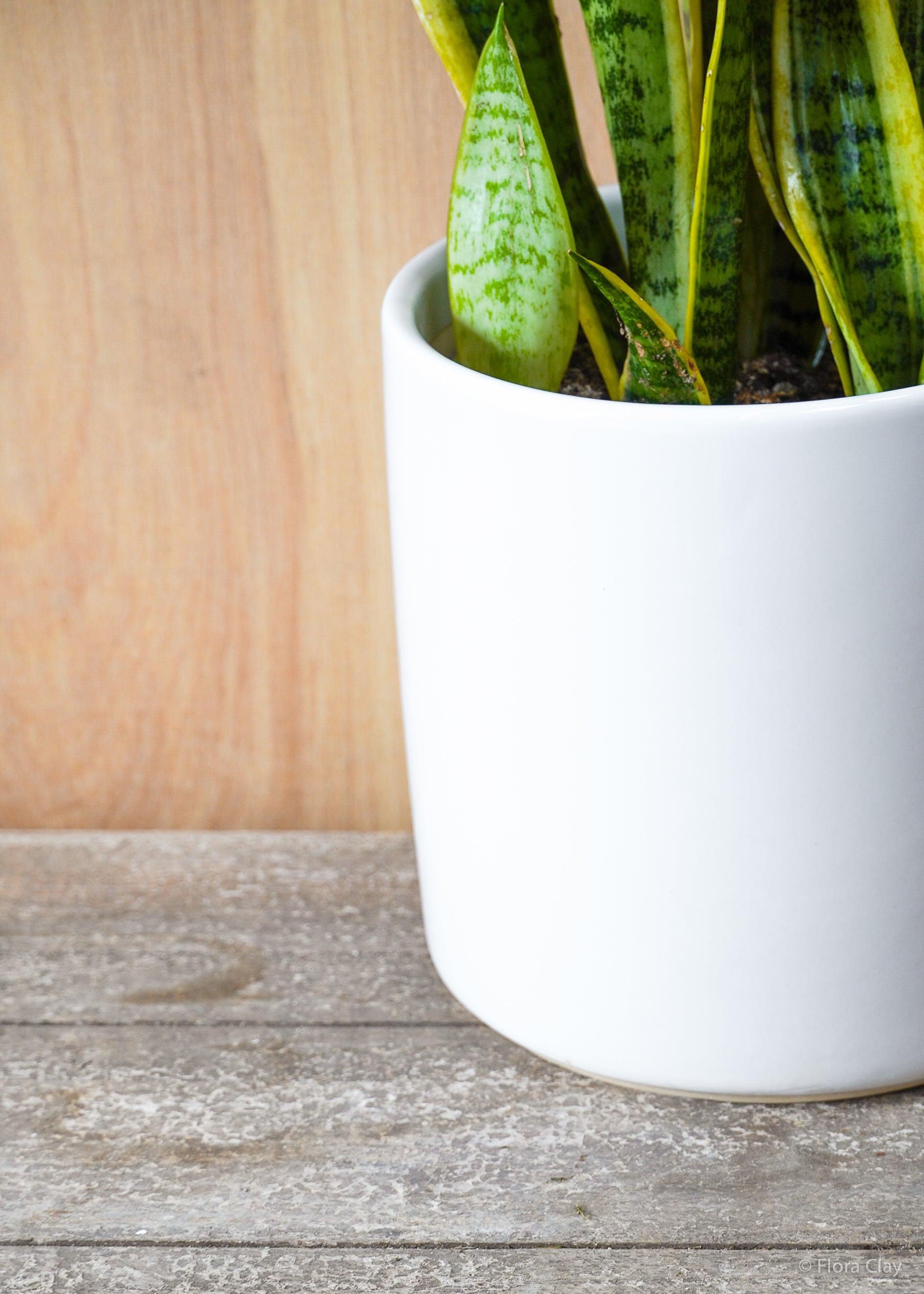 Snake Plant