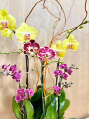 Sunglow & Amethyst Orchid in a Textured Ceramic Pot