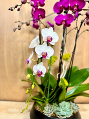 Onyx Bloom Harmony in a Black Round Pot