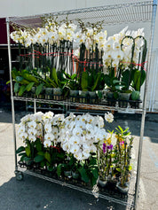 Regular Orchids 10 POTS