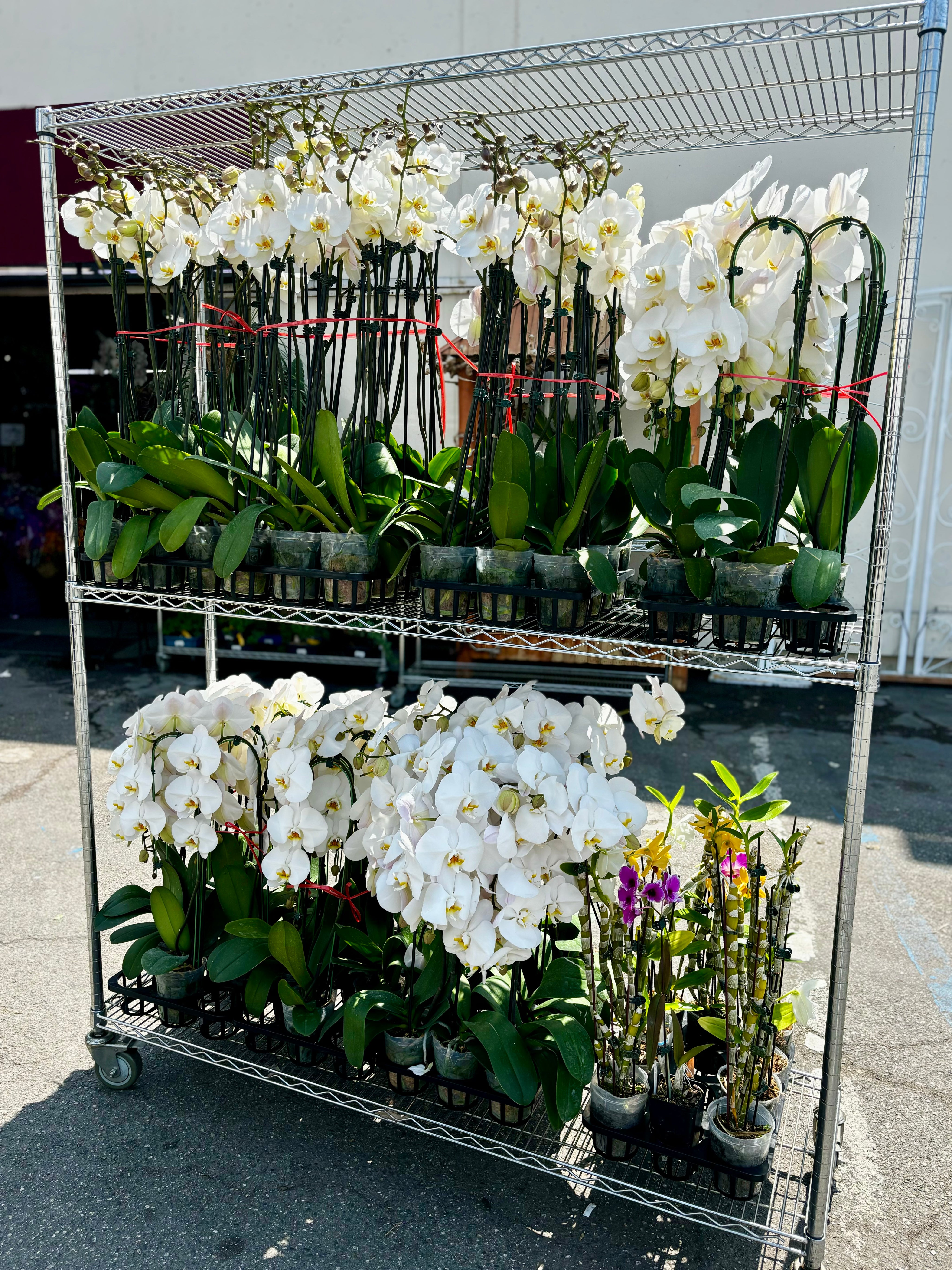 Regular Orchids 10 POTS