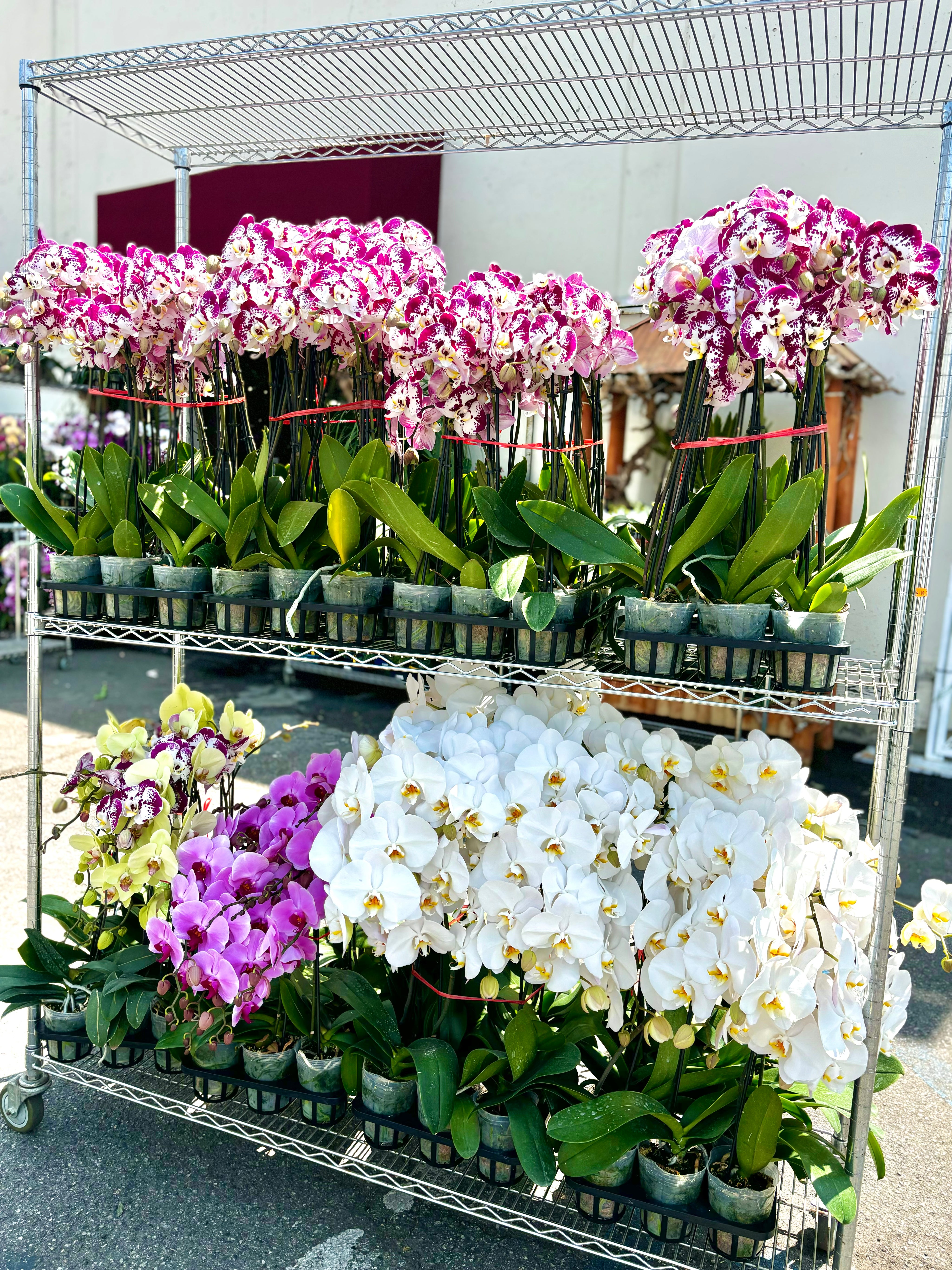 Regular Orchids 10 POTS