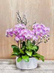 Potted orchid with purple flowers on a wooden surface