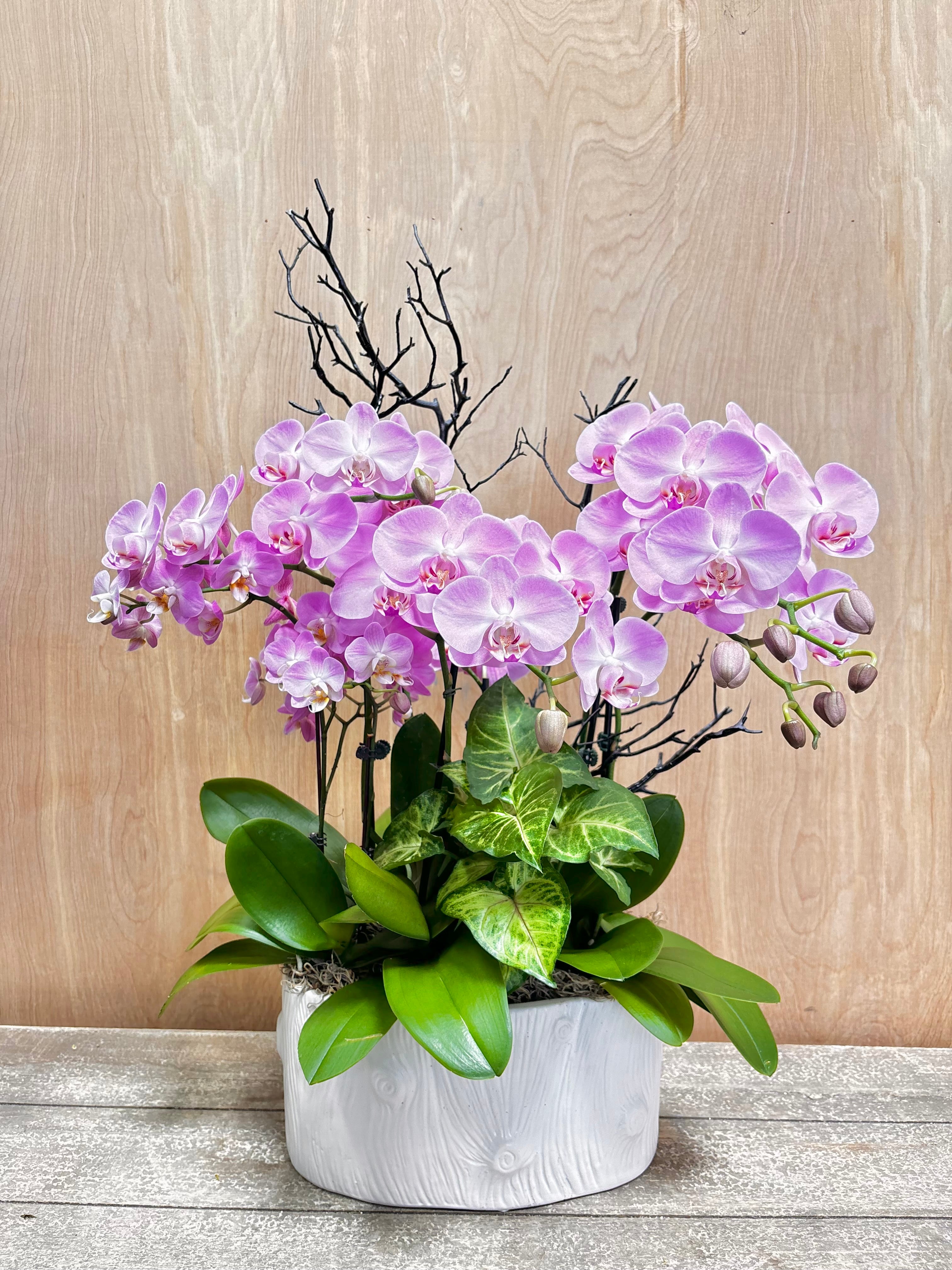 Potted orchid with purple flowers on a wooden surface