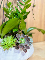 Ivory Zen Garden in a White Ceramic Pot