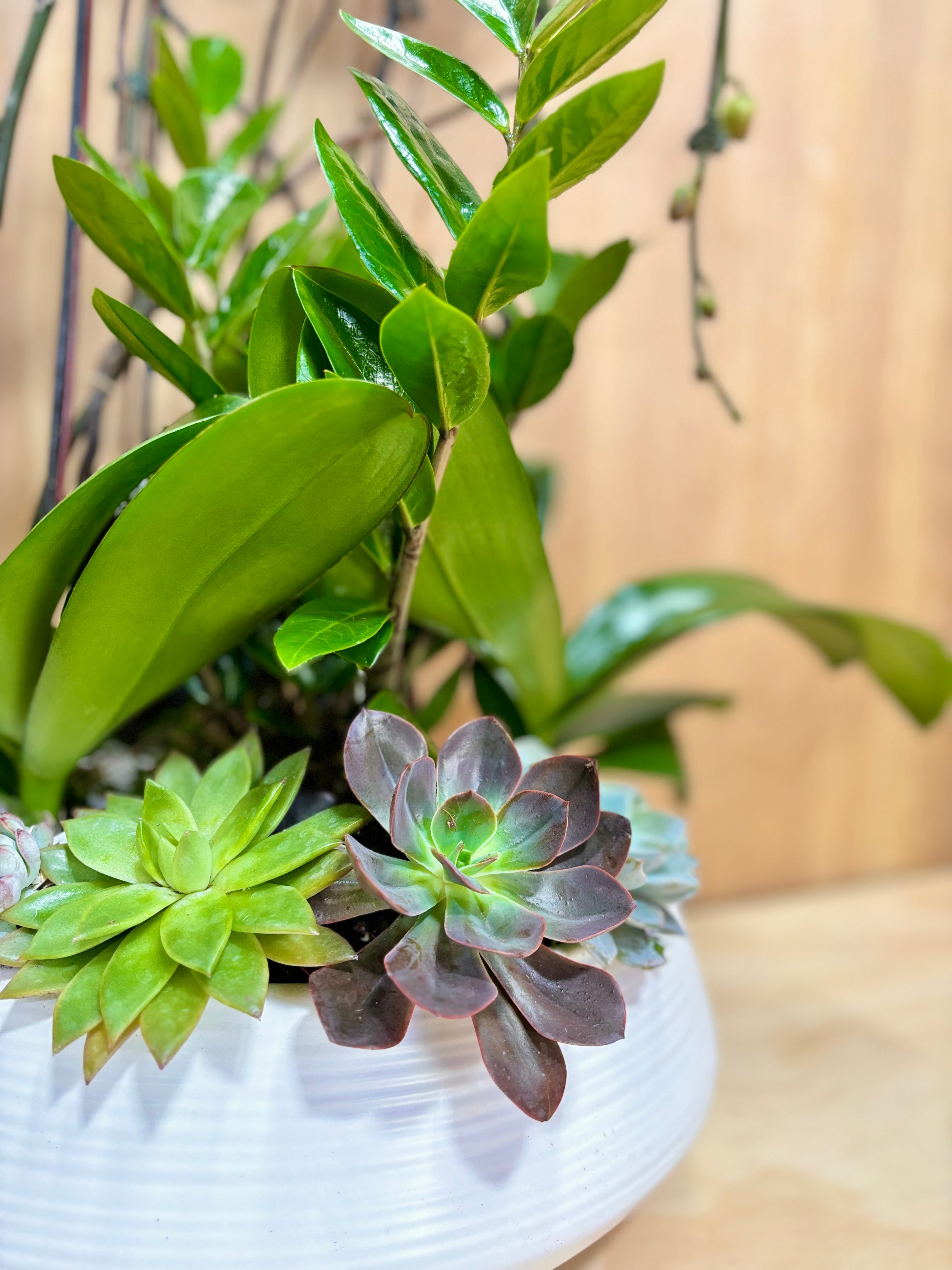 Ivory Zen Garden in a White Ceramic Pot