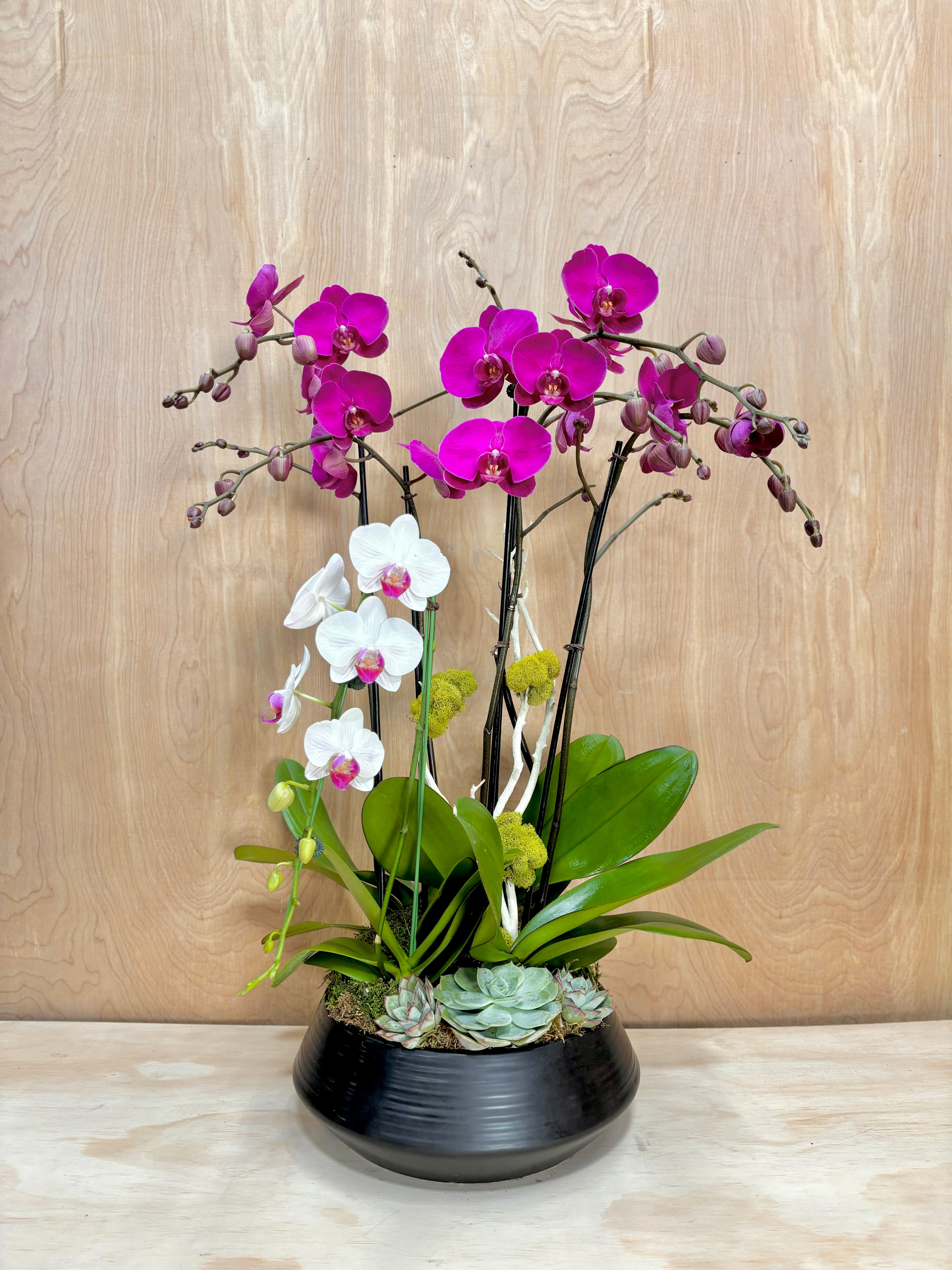 Onyx Bloom Harmony in a Black Round Pot