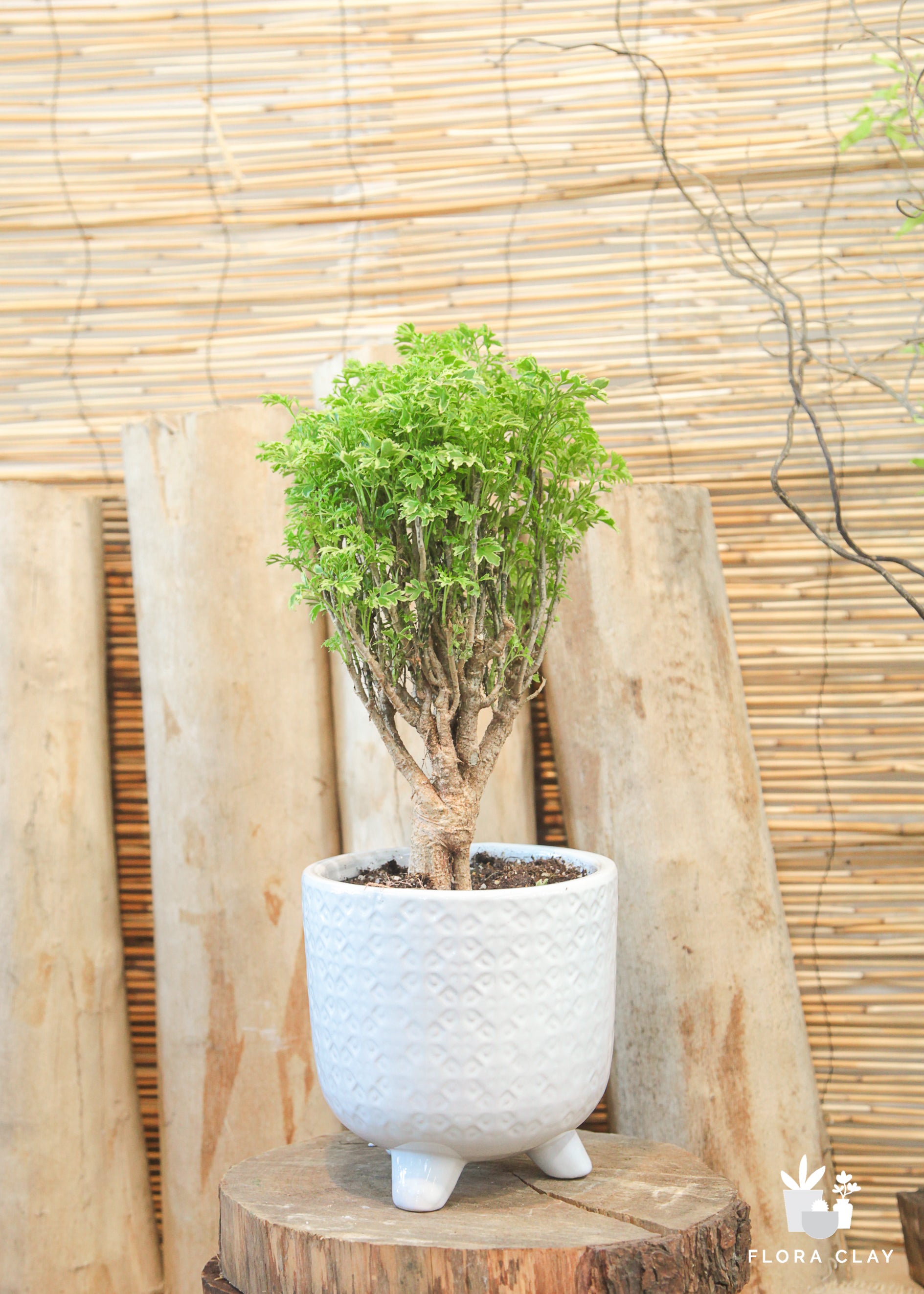 Aralia Ming Gold Mini Bonsai