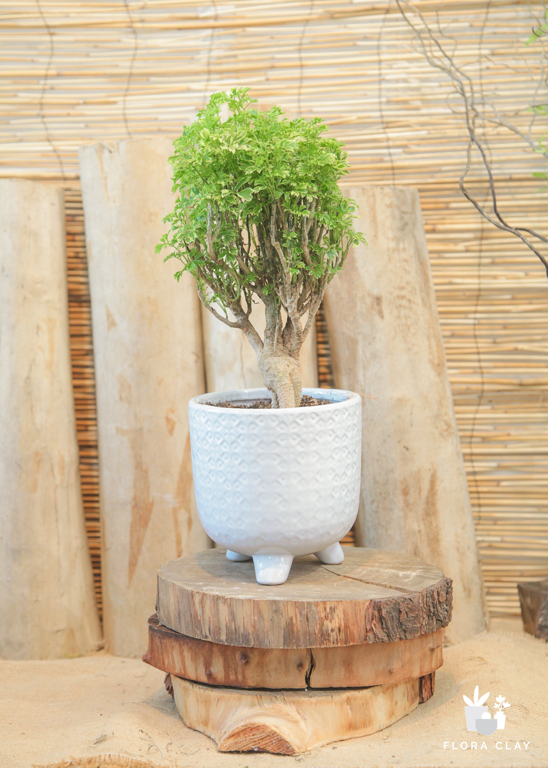 Aralia Ming Gold Mini Bonsai