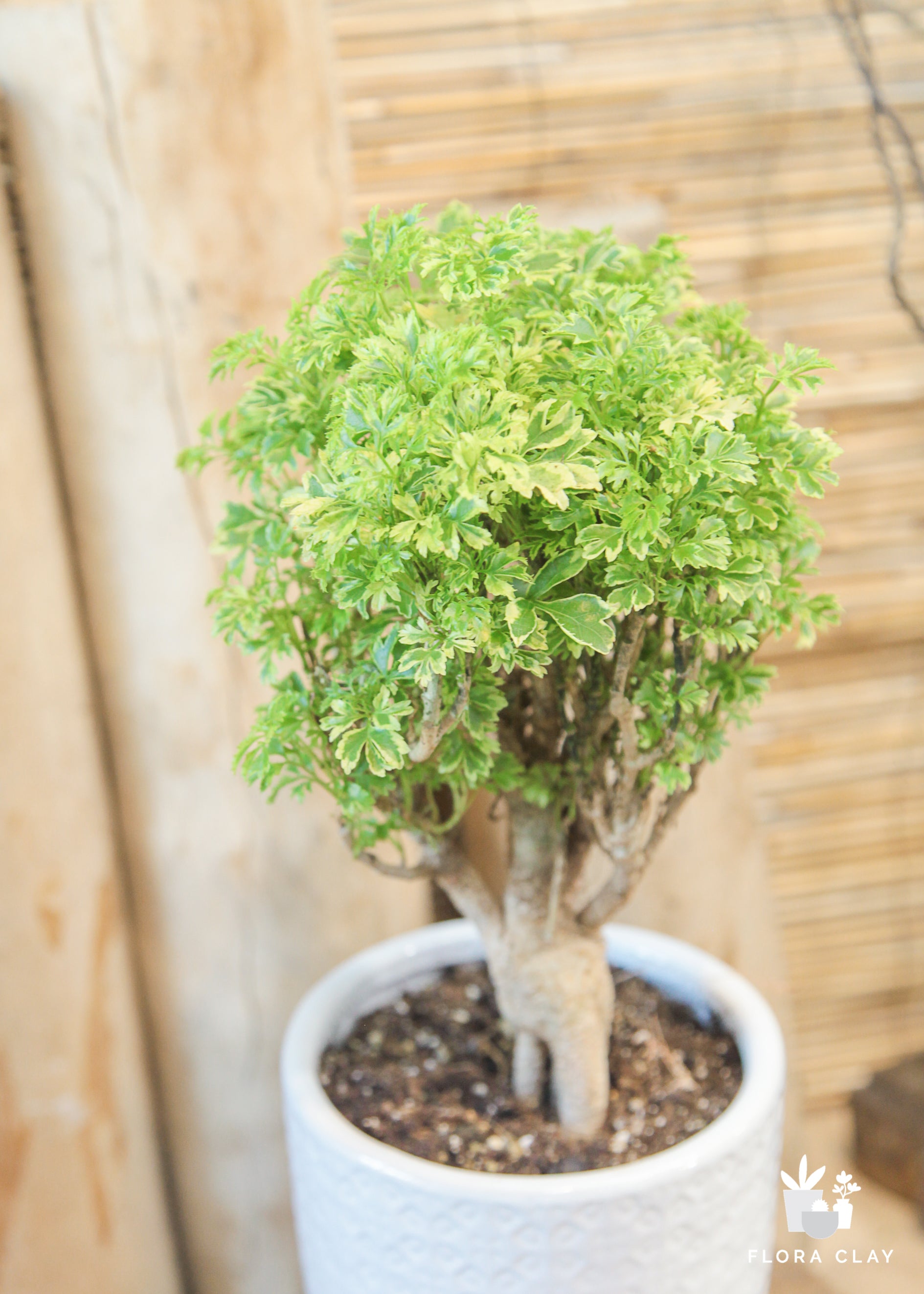 Aralia Ming Gold Mini Bonsai