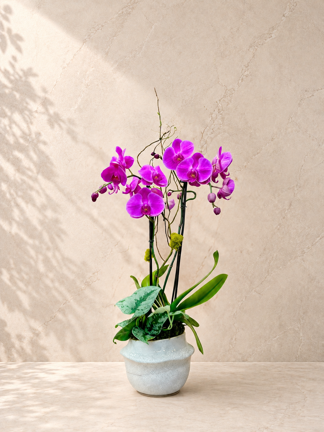 A potted purple Phalaenopsis orchid with green leaves in a textured light blue ceramic pot, set against a warm beige textured wall with soft leaf shadows.