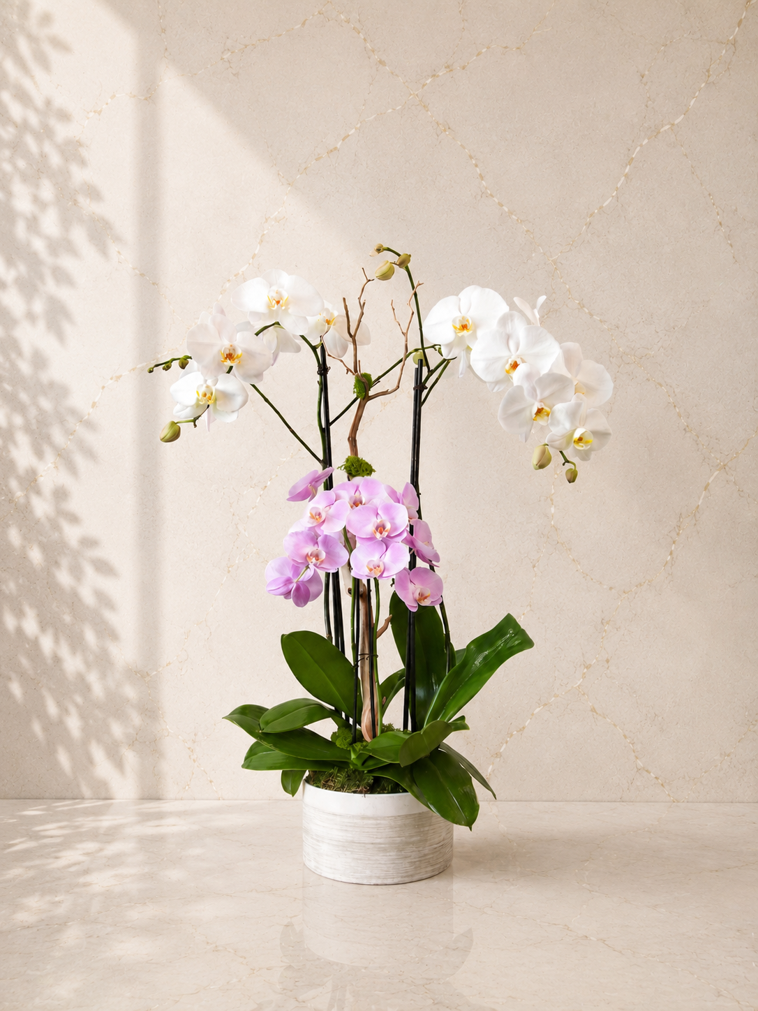 Capture pure elegance with the Blushing Beauty Orchid. A majestic display of cascading white orchids layered over a core of soft blush pink blooms in a textured ceramic bowl.