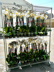 Regular Orchids 10 POTS