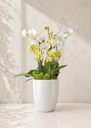 Spring Lemonade Orchid
